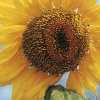 Sunflower (City Flower)画像