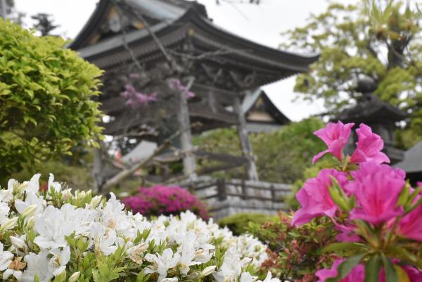 清澄寺に咲くツツジの写真です