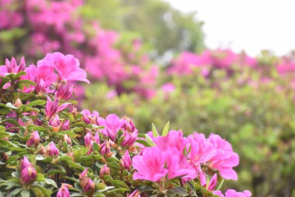 清澄寺のピンクのツツジのアップの写真です