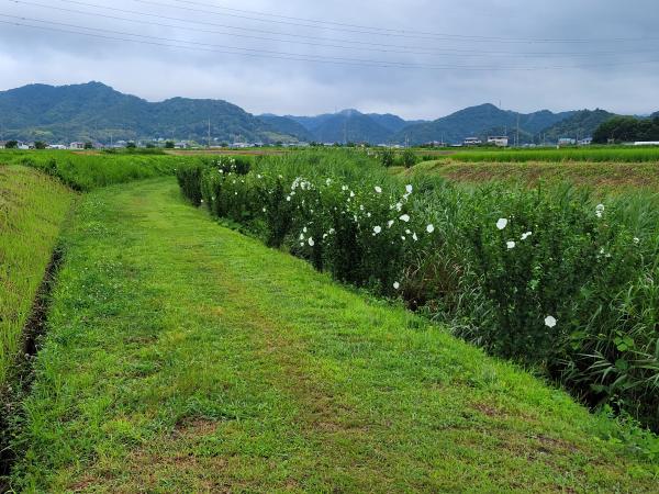 広場地区に整備した「生き生きロード」の写真