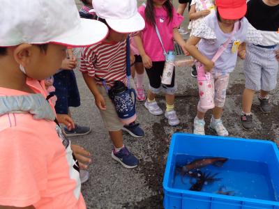 漁港見学「獲れたてのイカって元気だね！」