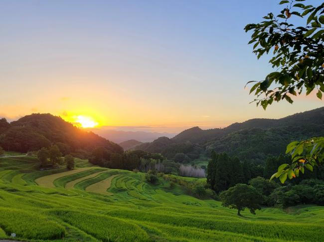 大山千枚田と朝日の写真1