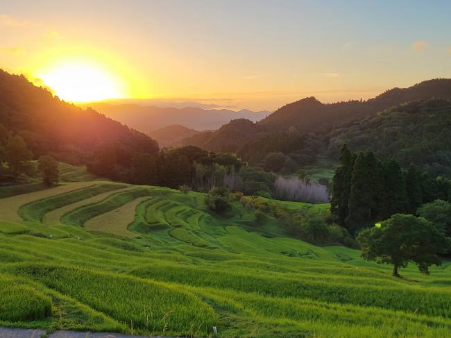 大山千枚田と朝日の写真2