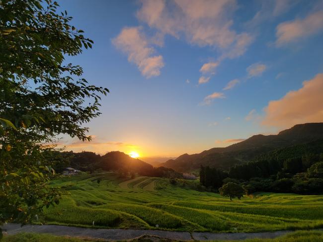 大山千枚田と朝日の写真5