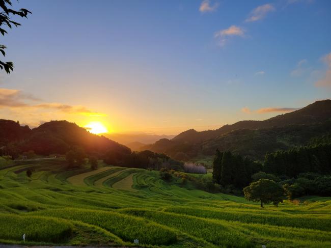 大山千枚田と朝日の写真6