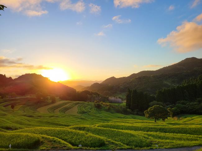 大山千枚田と朝日の写真7