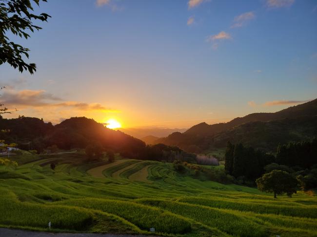 大山千枚田と朝日の写真7