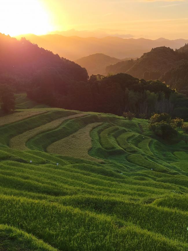 大山千枚田と朝日の写真9