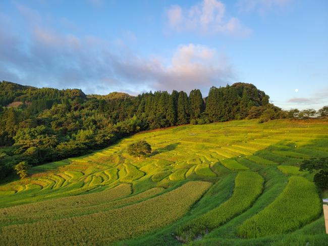 早朝の大山千枚田の写真