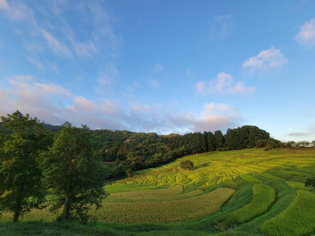 早朝の大山千枚田の写真2