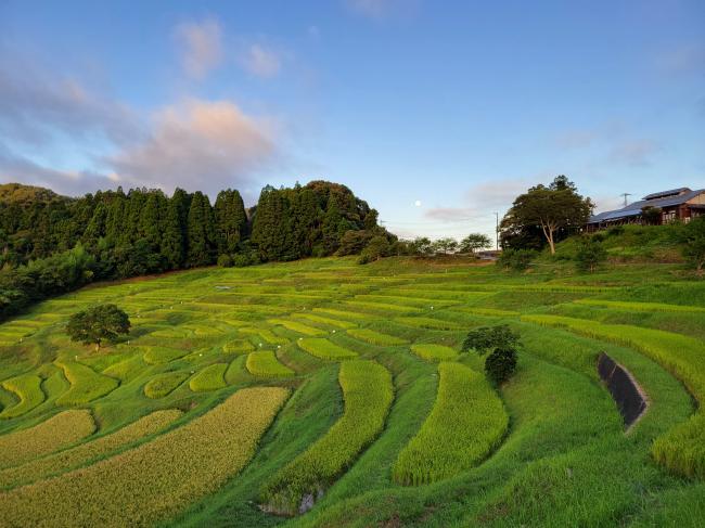 早朝の大山千枚田の写真3