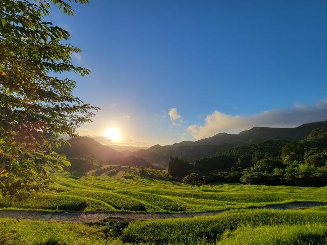 早朝の大山千枚田の写真4