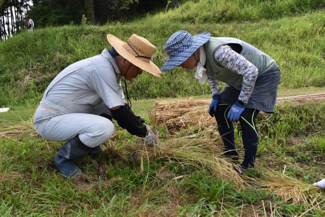 地元住民から稲のまとめ方を教わる参加者