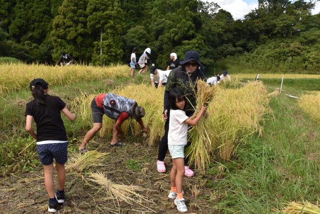 刈り取った稲を運ぶ参加者