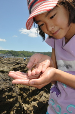 磯の生き物観察会