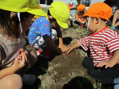 お芋掘り「おおきいおいも、とれたよ！」