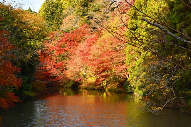 紅の里から見た紅葉の様子