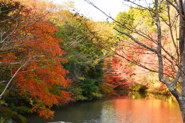 紅の里からの紅葉の写真