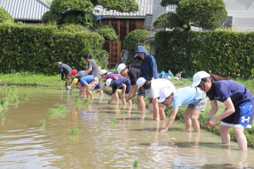 担任も並んで田植え