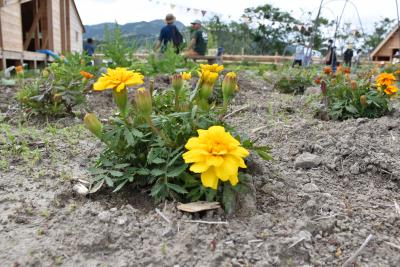 農園に植えられている黄色の花の写真
