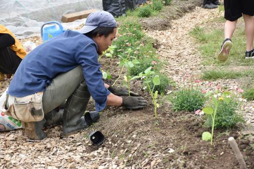 農園に植えられている草花の手入れをする職員の写真