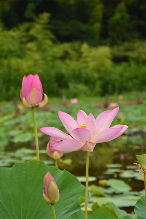 大賀ハスの花とつぼみの写真