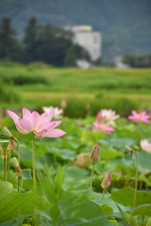 大きく開いた大賀ハスの花