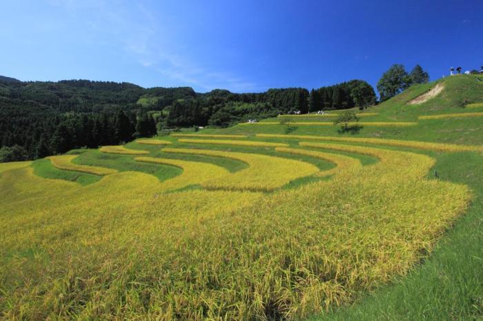 大山千枚田の画像