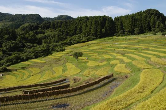 大山千枚田「展望広場」