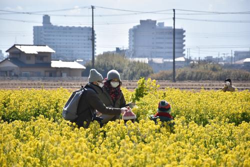 菜の花を摘んでいる人