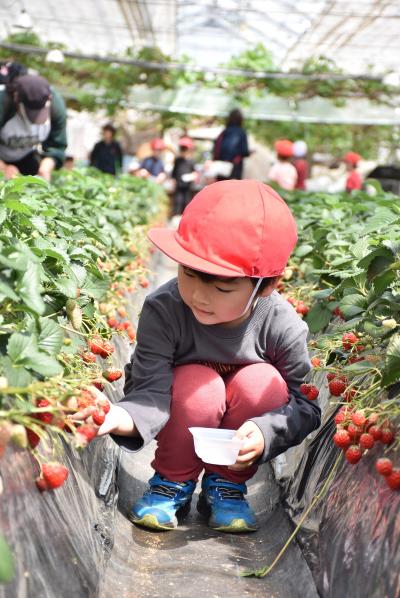 いちごの実を摘み取る園児