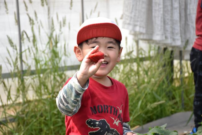 大きないちごを収穫した園児の写真
