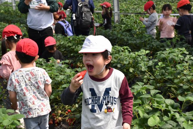大きな口でいちごを食べる男の子