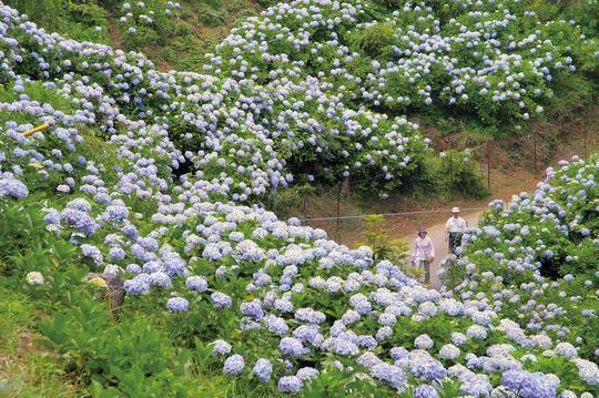 首都圏自然歩道の画像