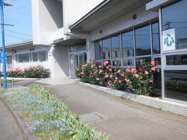 図書館入口と花壇のピンク色のバラの写真　道路際にはネモフィラが咲いている