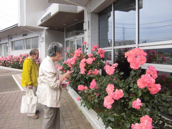 図書館入口までの道で満開のバラを眺めている、ご夫婦の利用者の写真