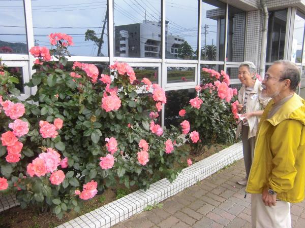 バラを眺め、微笑みながら会話をしているご夫婦の写真