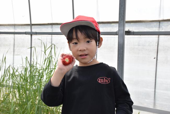 大きないちごをとった男の子の写真