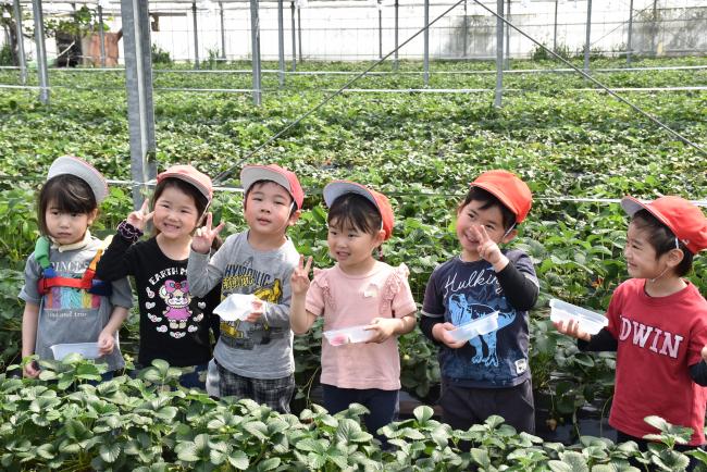 いちご狩りを楽しむ園児の様子