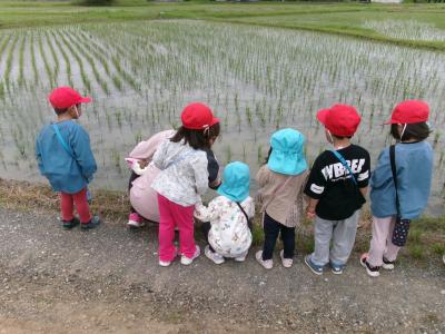 オタマジャクシ、カエルはいるかな！？（園周辺散歩）