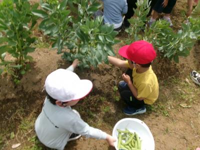 そらまめの収穫をしたよ！（栽培活動）
