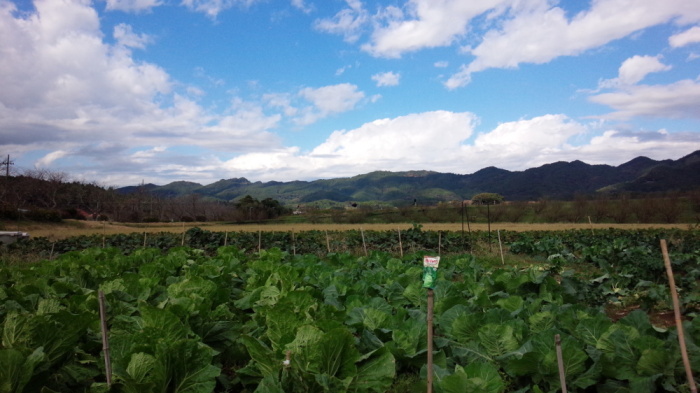 気軽に野菜づくりを楽しんでみませんかの画像1