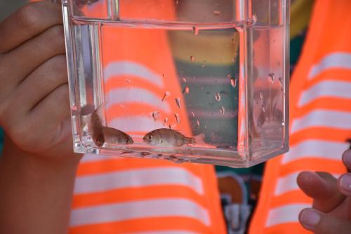 ケースに入ったマダイの稚魚