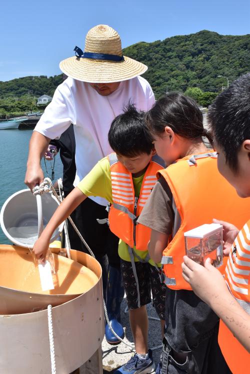 鯛の稚魚を放流する子ども