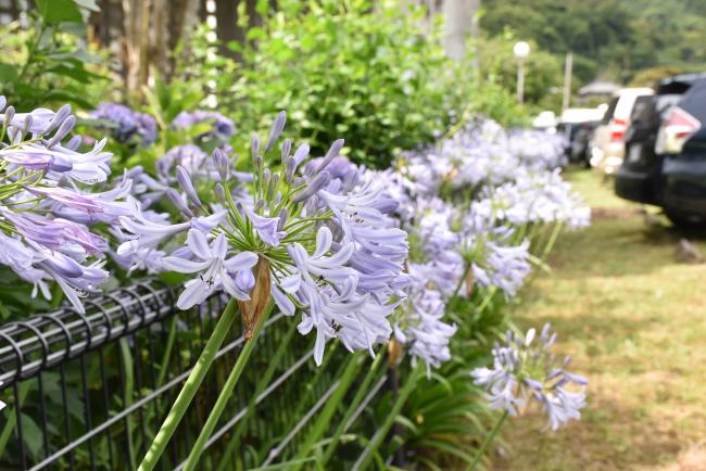 紫色が美しいアガパンサスの花の写真
