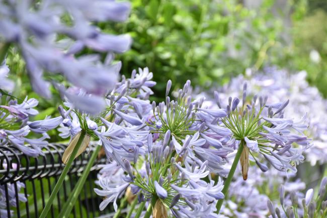 アガパンサスの花