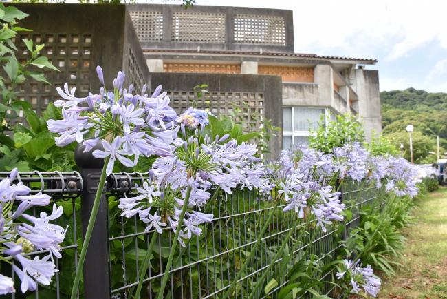 アガパンサスの花とふれあいセンターの写真
