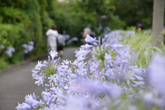 アガパンサスの花と親子の写真