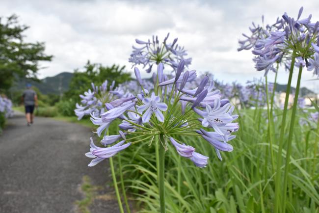 アガパンサスの花の写真