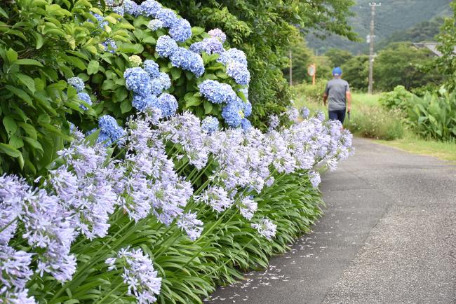 アガパンサスの花